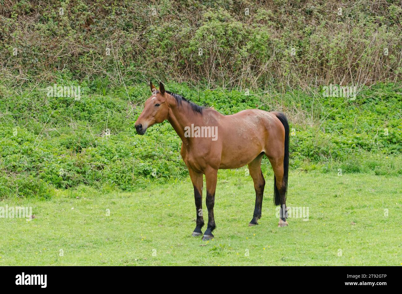 Ein einzelnes braunes Pferd, das auf einer Weide auf dem Land steht Stockfoto