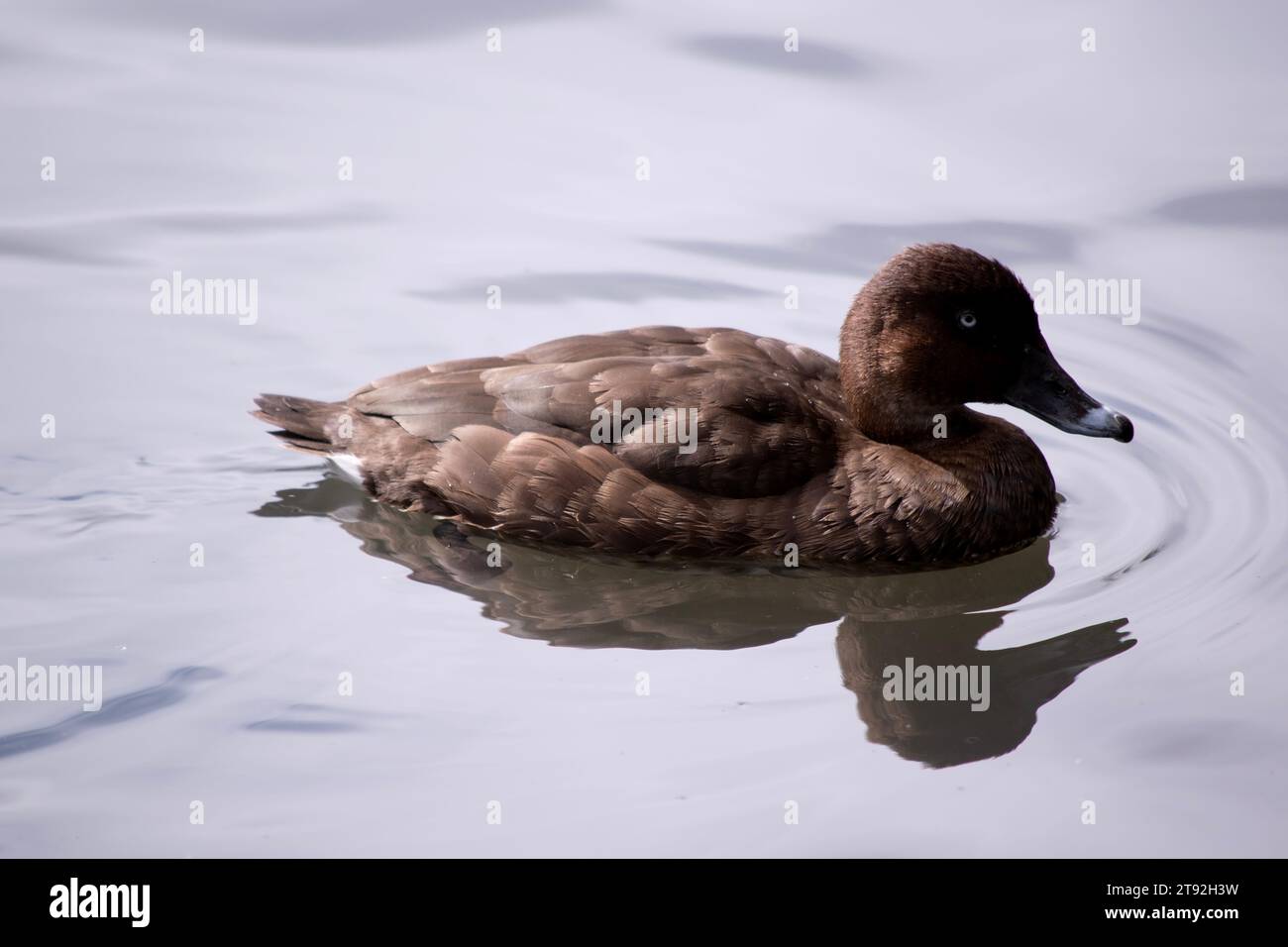 Die australischen Weißaugenenten sind einheitlich schokoladenbraun mit gerufenen Flanken, einem unregelmäßigen weißen Fleck auf dem Bauch und einem weißen Unterschwanzboden. Stockfoto