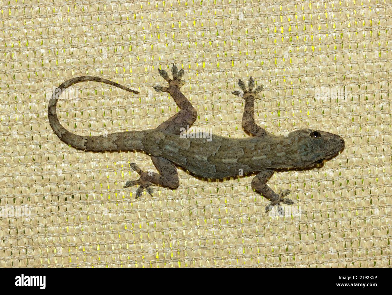 Das tropische Haus Gecko ist die häufigste Gecko-Familie in Ostafrika und wird oft an Mauern in und um menschliche Wohnstätten gesehen. Sie sind nachtaktiv Stockfoto