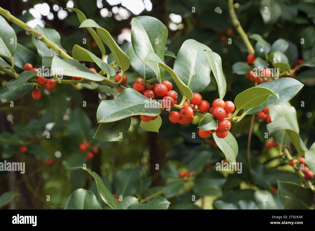 Zweig mit Blättern und Reifen Beeren von europäischer stechpalme, Ilex aquifolium, Aquifoliaceae Stockfoto