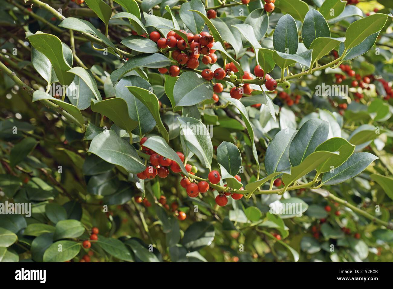 Zweige mit Blättern und Reifen Beeren von europäischer stechpalme, Ilex aquifolium, Aquifoliaceae Stockfoto