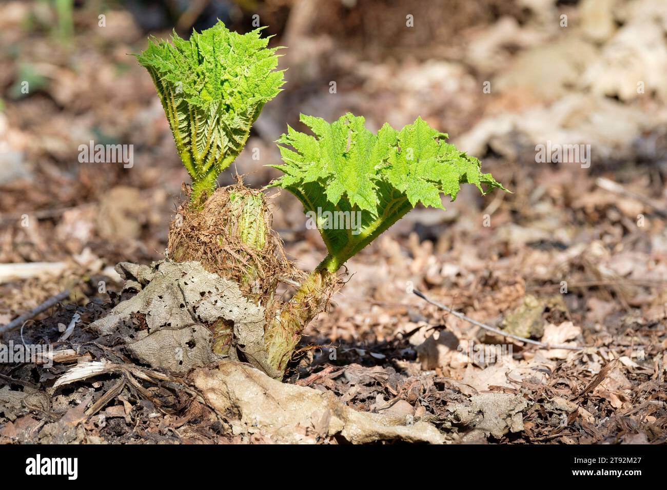 Gunnera manicata, Riesenrhabarber, chilenischer Rhabarber, auftauchende Blätter im Frühjahr Stockfoto