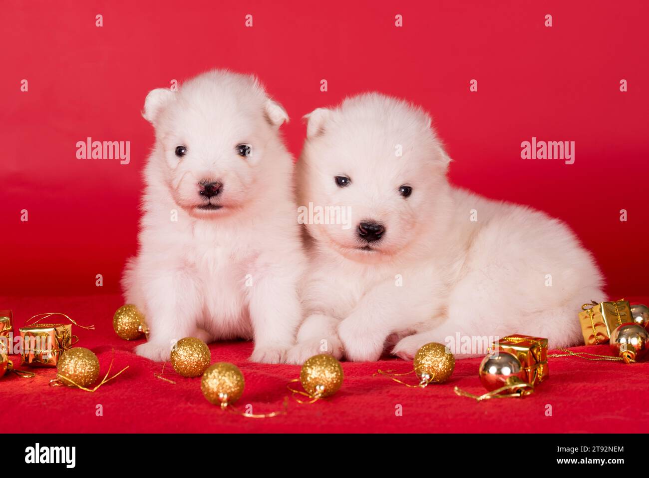 Weihnachtswelpen. Zwei Samoyed Welpen Hunde auf weihnachtlichem rotem Hintergrund. Frohe Weihnachten Stockfoto