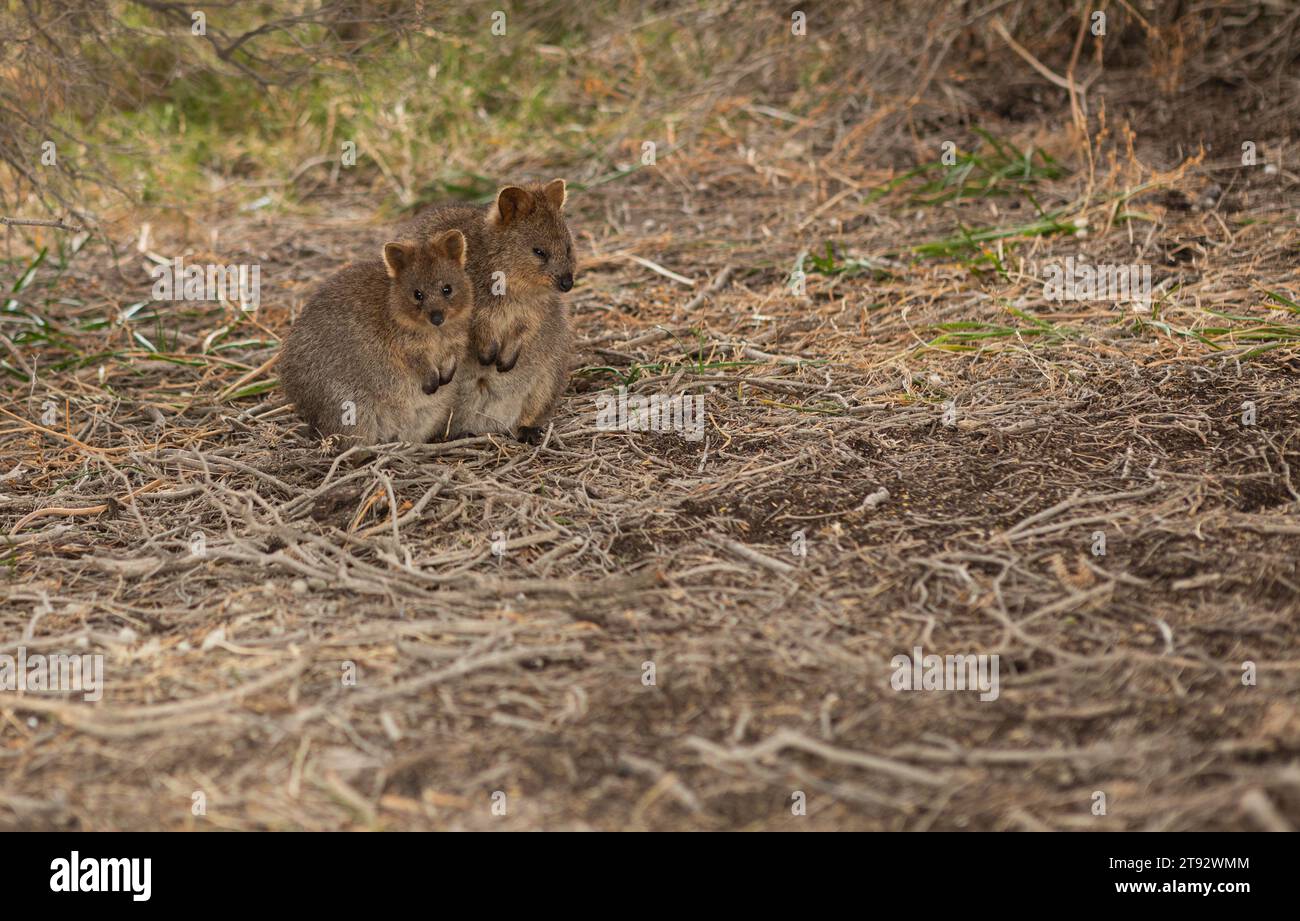 Zwei Quokkas im Schatten auf Rottnest Island Stockfoto