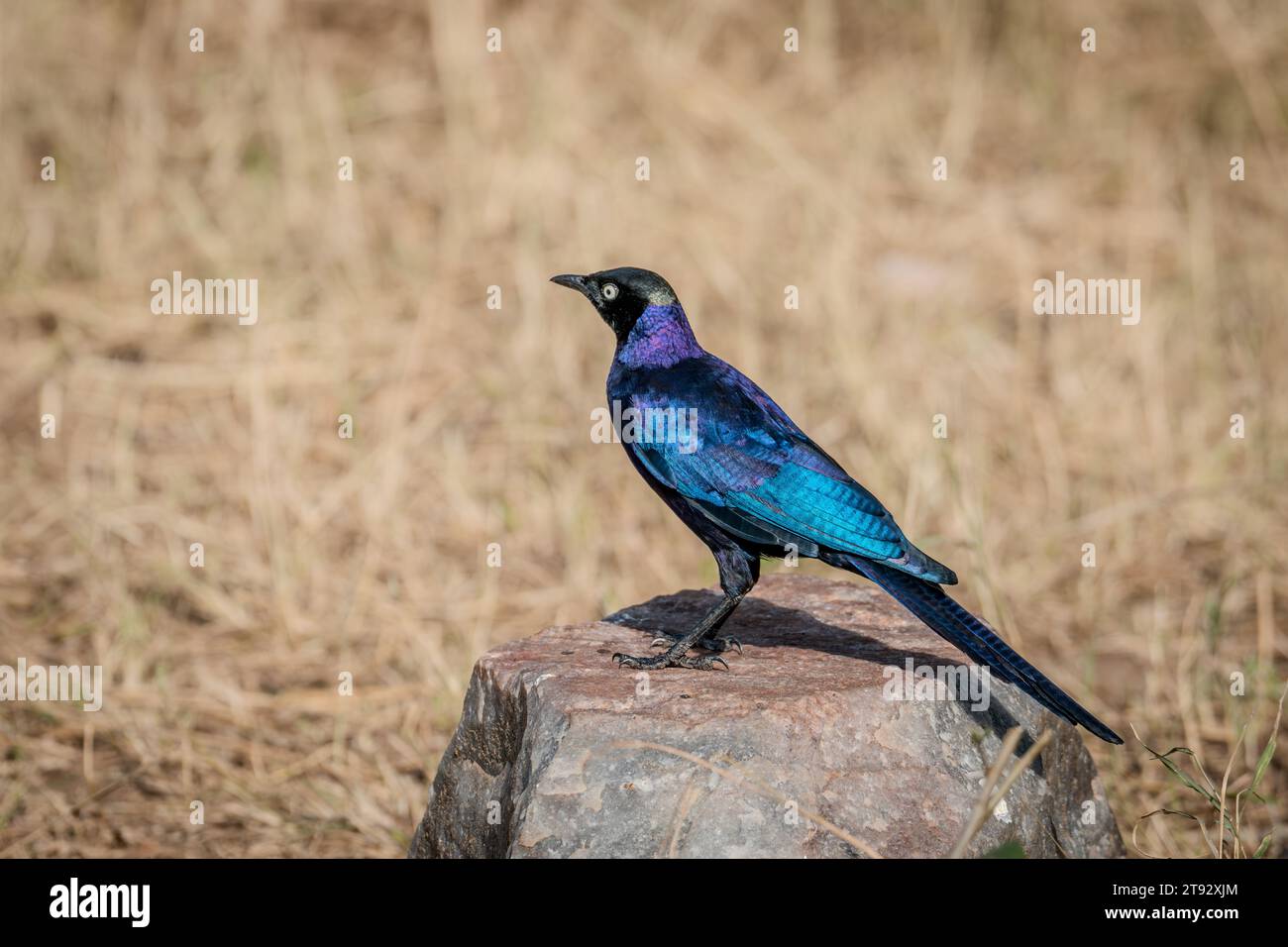 Rueppells Glossy Starling Bird in Masai Mara Kenia Afrika Stockfoto