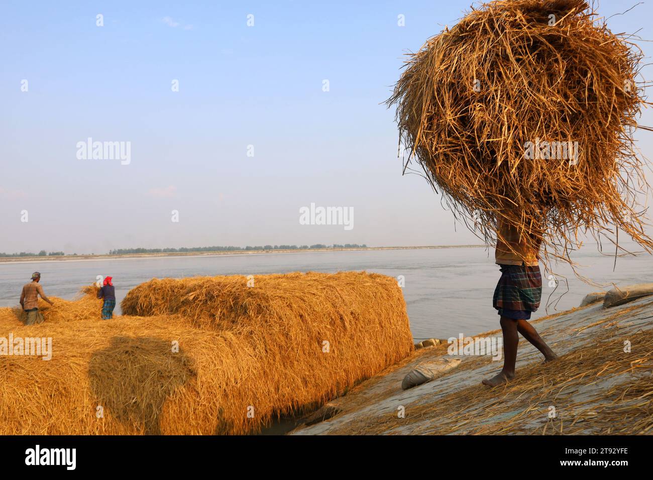 Kazipur, Sirajganj, Bangladesch. November 2023. Die Arbeiter trockneten Rohrstroh entlang des Yamuna-Flusses in Sirajganj, Bangladesch. Paddy Stroh ist ein Nebenprodukt für Landwirte und sie verkaufen es an Großhändler für 5 bis 7 US-Dollar pro 100 kg. Das Stroh wird dann von den Großhändlern für zwischen 8 und 10 US-Dollar verkauft. Die Landwirte verwenden Heu als Futter und Einstreu für ihre Viehzucht. Stroh wird für verschiedene andere Zwecke verwendet, darunter für Haustüren und eine Form von Biokraftstoff. Quelle: ZUMA Press, Inc./Alamy Live News Stockfoto