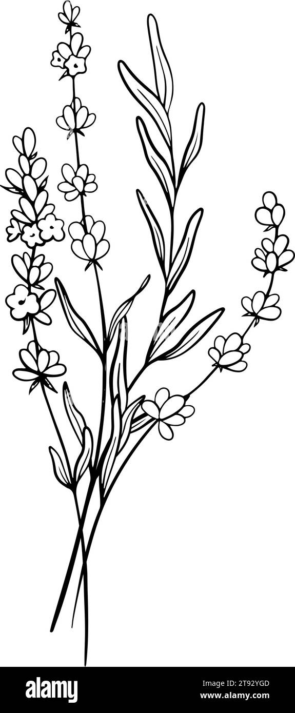 Blumenstrauß aus Lavendelblüten. Handgezeichnete schwarze Skizze. Design für Tätowierungen, Hochzeitseinladungen, Logo, Karten, Verpackung und Etikettierung Stock Vektor