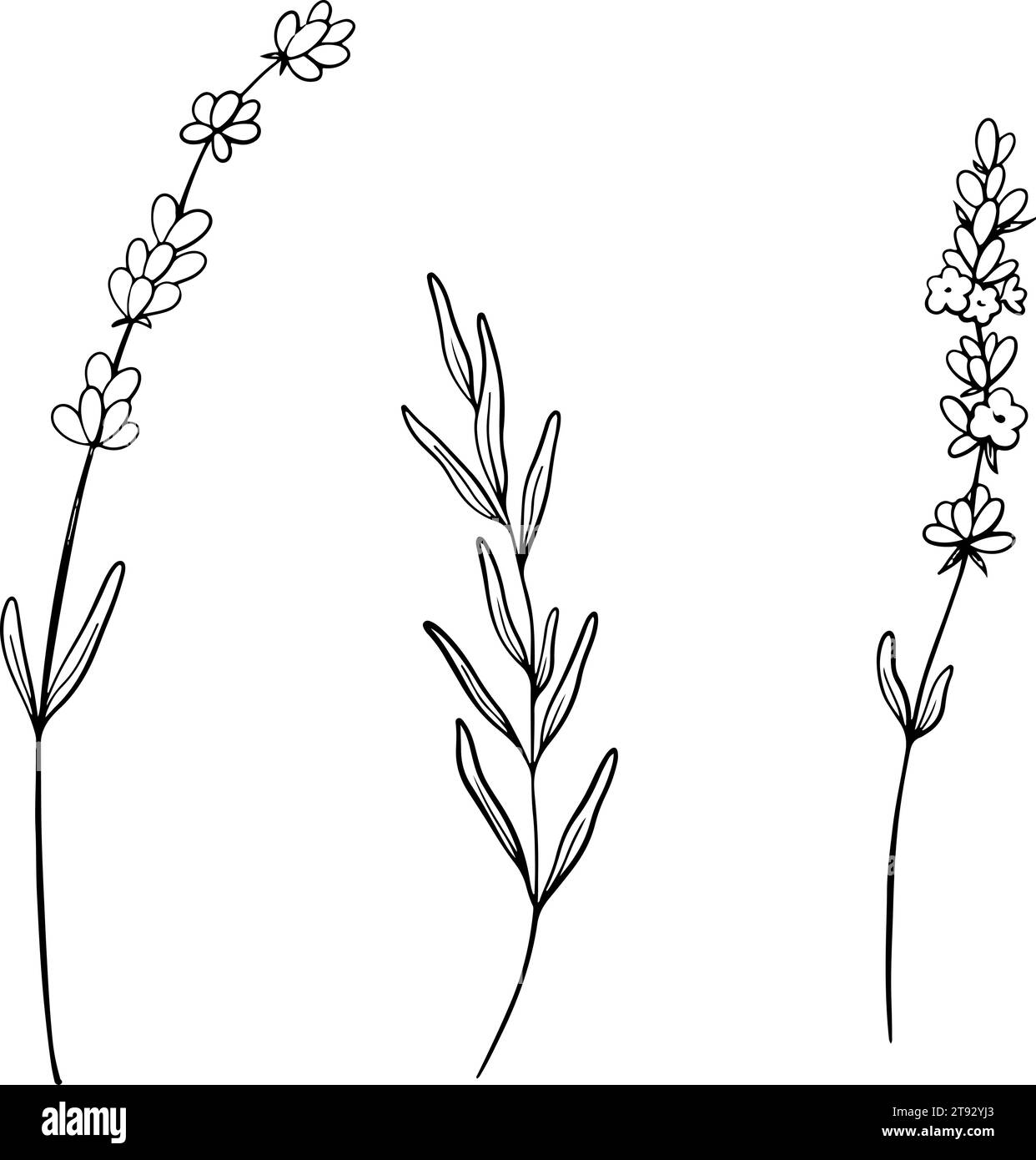 Satz von Zeichnungen mit Lavendelblumen. Handgezeichnete schwarze Skizze. Design für Tätowierungen, Hochzeitseinladungen, Logo, Karten, Verpackung und Etikettierung Stock Vektor