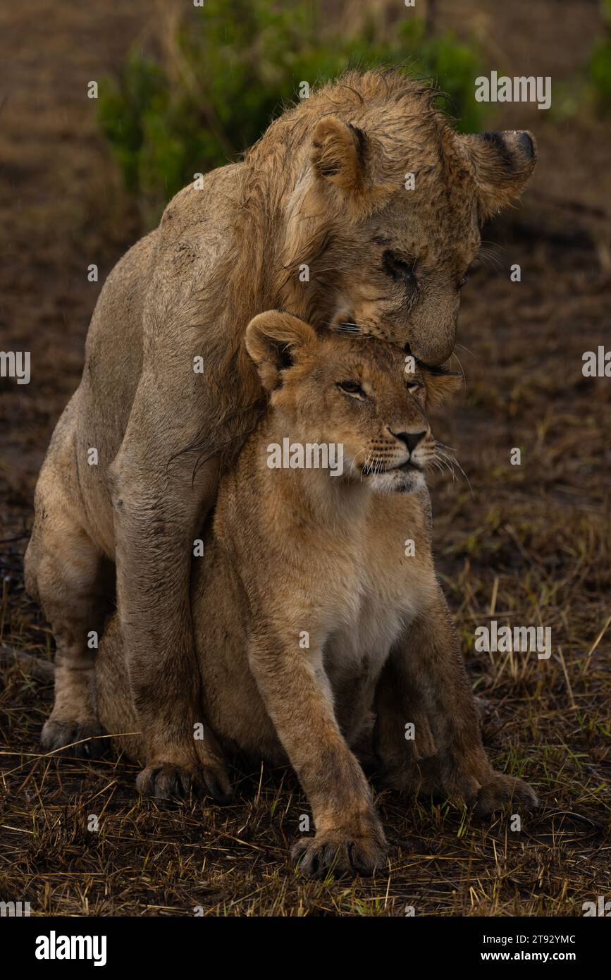 Afrikanischer Löwe in Masai Mara Stockfoto
