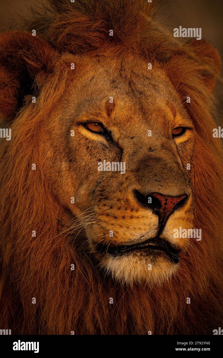 Afrikanischer Löwe in Masai Mara Stockfoto