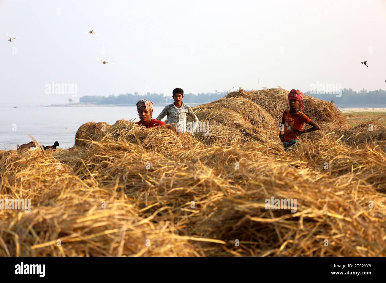 Kazipur, Sirajganj, Bangladesch. November 2023. Die Arbeiter trockneten Rohrstroh entlang des Yamuna-Flusses in Sirajganj, Bangladesch. Paddy Stroh ist ein Nebenprodukt für Landwirte und sie verkaufen es an Großhändler für 5 bis 7 US-Dollar pro 100 kg. Das Stroh wird dann von den Großhändlern für zwischen 8 und 10 US-Dollar verkauft. Die Landwirte verwenden Heu als Futter und Einstreu für ihre Viehzucht. Stroh wird für verschiedene andere Zwecke verwendet, darunter für Haustüren und eine Form von Biokraftstoff. Quelle: ZUMA Press, Inc./Alamy Live News Stockfoto