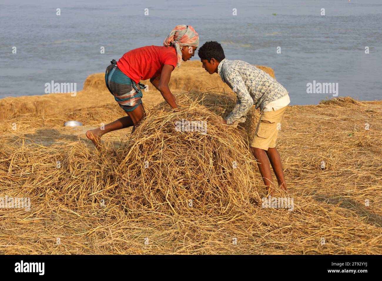 Kazipur, Sirajganj, Bangladesch. November 2023. Die Arbeiter trockneten Rohrstroh entlang des Yamuna-Flusses in Sirajganj, Bangladesch. Paddy Stroh ist ein Nebenprodukt für Landwirte und sie verkaufen es an Großhändler für 5 bis 7 US-Dollar pro 100 kg. Das Stroh wird dann von den Großhändlern für zwischen 8 und 10 US-Dollar verkauft. Die Landwirte verwenden Heu als Futter und Einstreu für ihre Viehzucht. Stroh wird für verschiedene andere Zwecke verwendet, darunter für Haustüren und eine Form von Biokraftstoff. Quelle: ZUMA Press, Inc./Alamy Live News Stockfoto