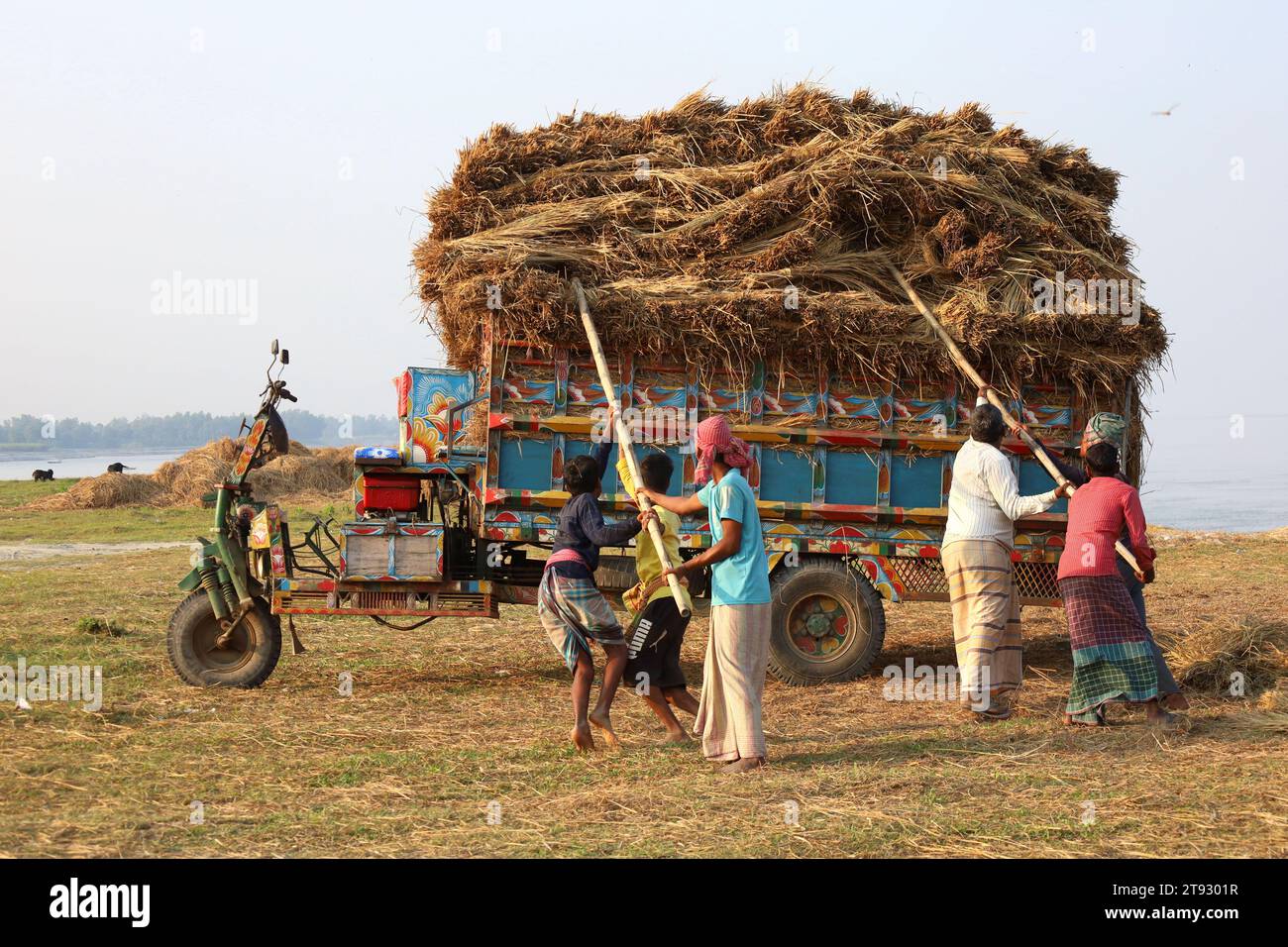 Kazipur, Sirajganj, Bangladesch. November 2023. Arbeiter entladen einen Lastwagen voller Heu entlang des Yamuna-Flusses in Sirajganj, Bangladesch. Diese Paddy-Strohhalme werden dann in Booten transportiert, die in anderen Bezirken verkauft werden. Paddy Stroh ist ein Nebenprodukt für Landwirte und sie verkaufen es an Großhändler für 5 bis 7 US-Dollar pro 100 kg. Das Stroh wird dann von den Großhändlern für zwischen 8 und 10 US-Dollar verkauft. Die Landwirte verwenden Heu als Futter und Einstreu für ihre Viehzucht. Stroh wird für verschiedene andere Zwecke verwendet, darunter für Haustüren und eine Form von Biokraftstoff. Quelle: ZUMA Press, Inc./Alamy Live News Stockfoto