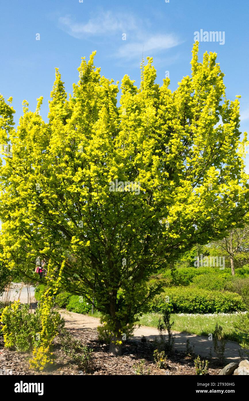 Goldene Ulme, Ulmus x hollandica „Wredei“ im Garten Stockfoto