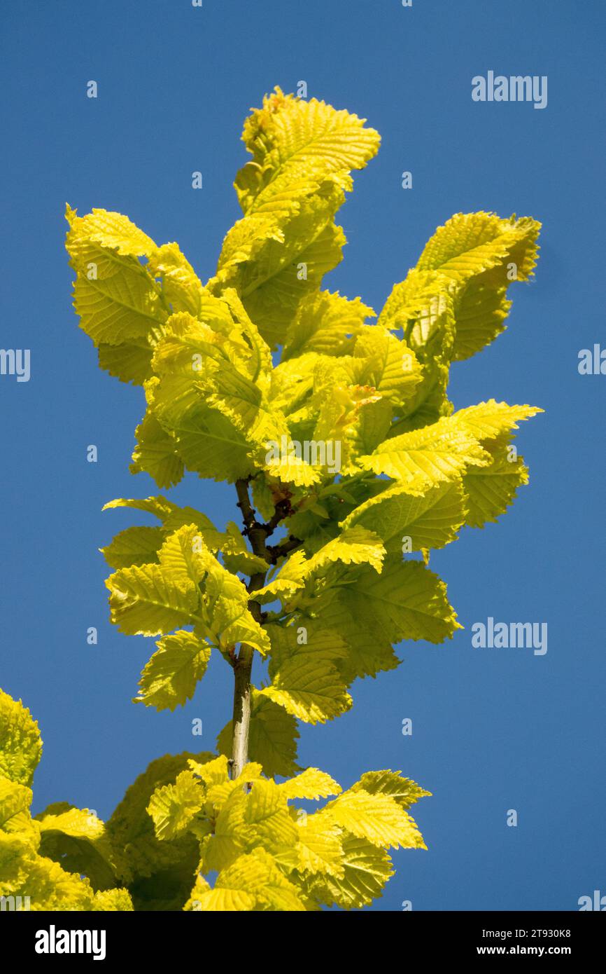 Goldgelb, Blätter, Ulme, Ulmus x hollandica „Wredei“, Frühling, Laub Stockfoto