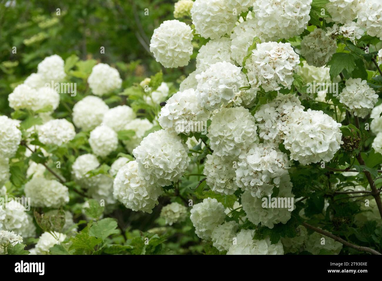 Blühend, Viburnum opulus „Roseum“ Stockfoto
