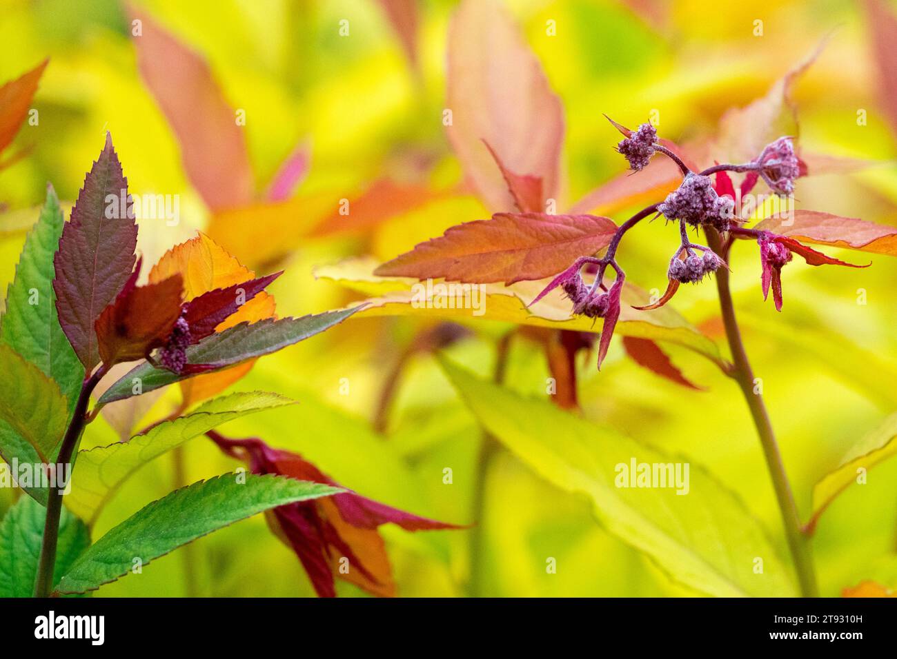 Bud, Blätter, Spiraea japonica 'Goldflamme', Goldgelb, Frühling, Anlage Stockfoto