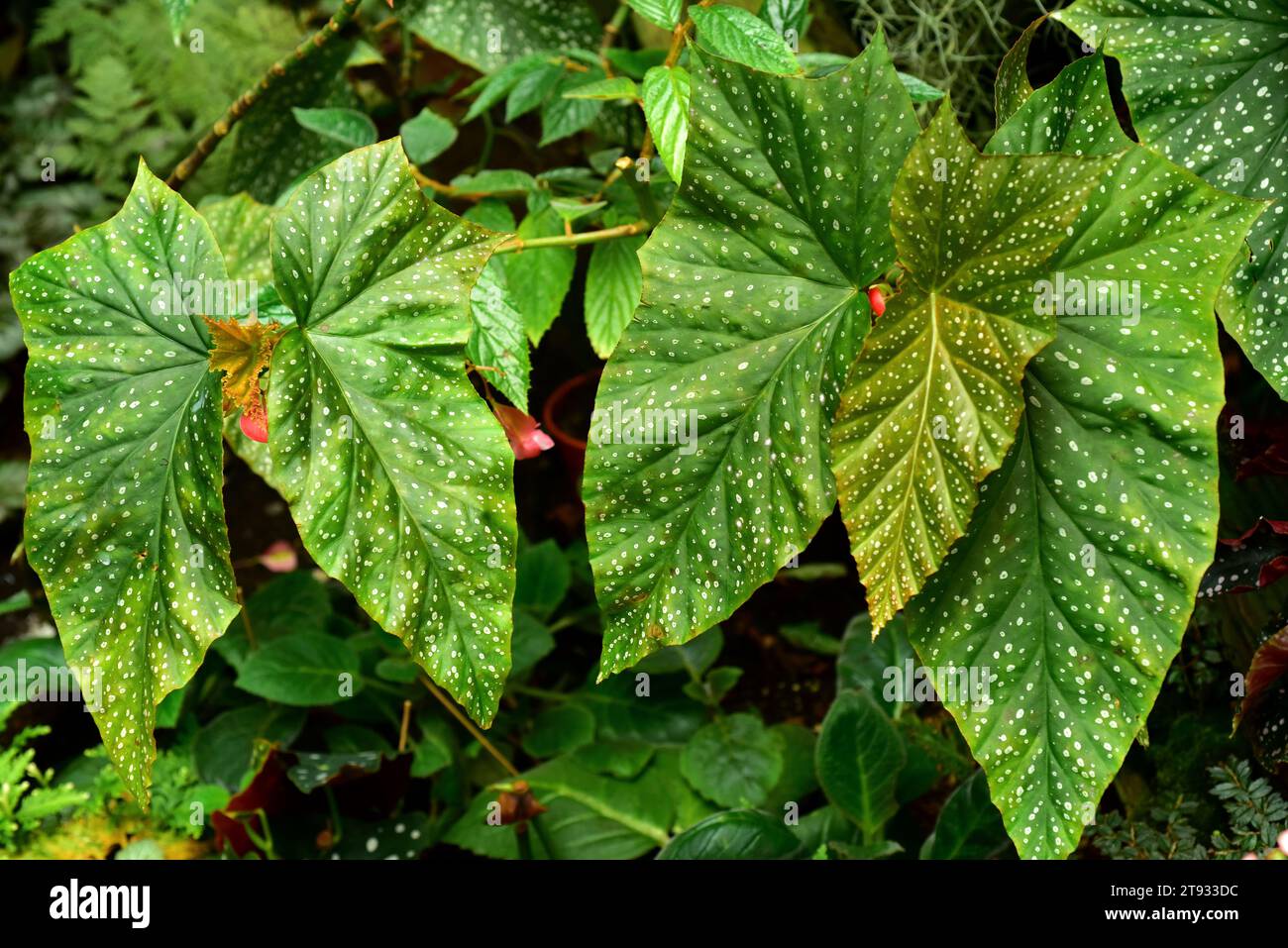 Begonia (Begonia coccinea) ist eine Zierpflanze mit schönen Blättern. Stockfoto