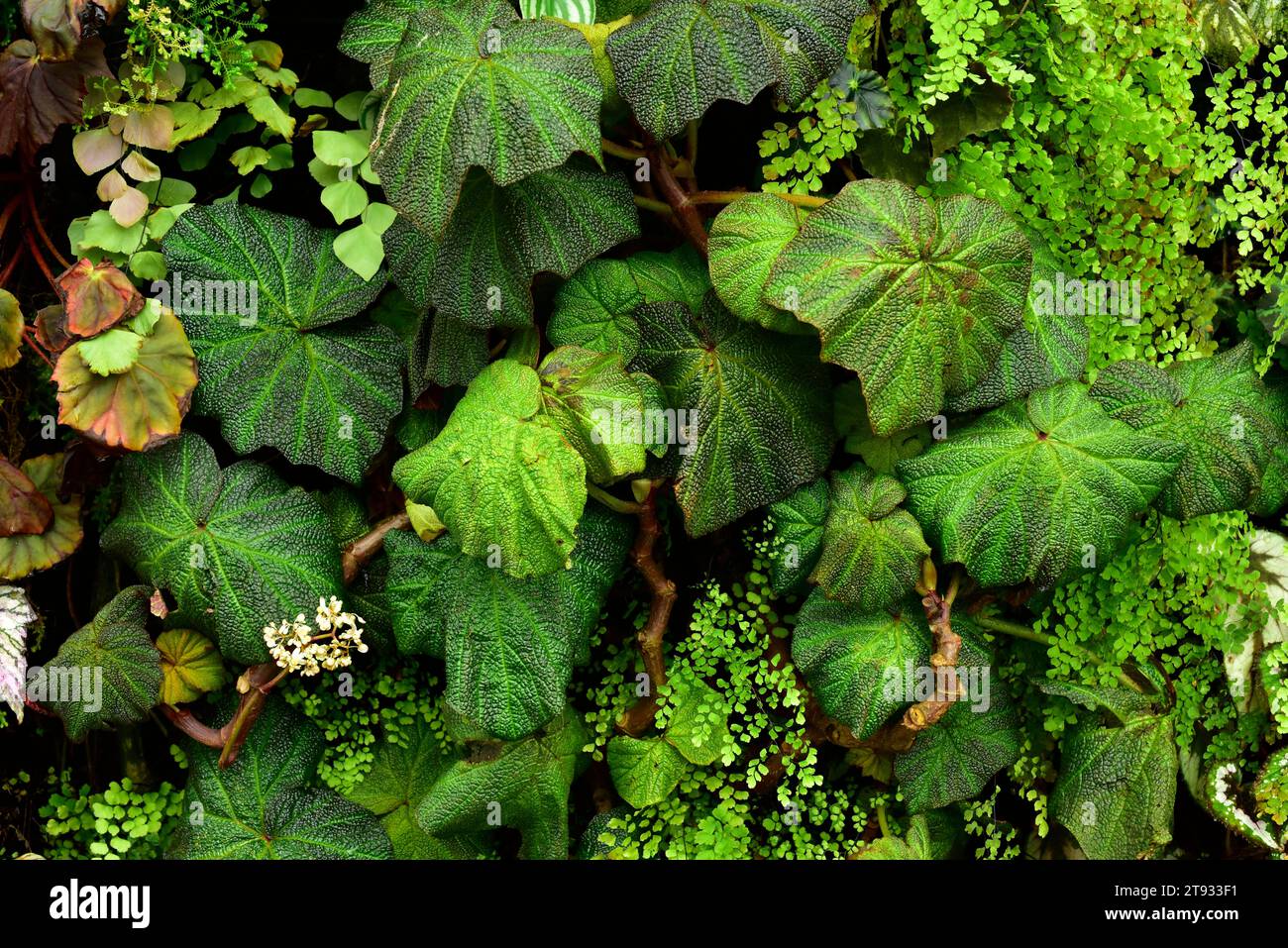 Kunst hodes Fotos und Bildmaterial in hoher Auflösung Alamy