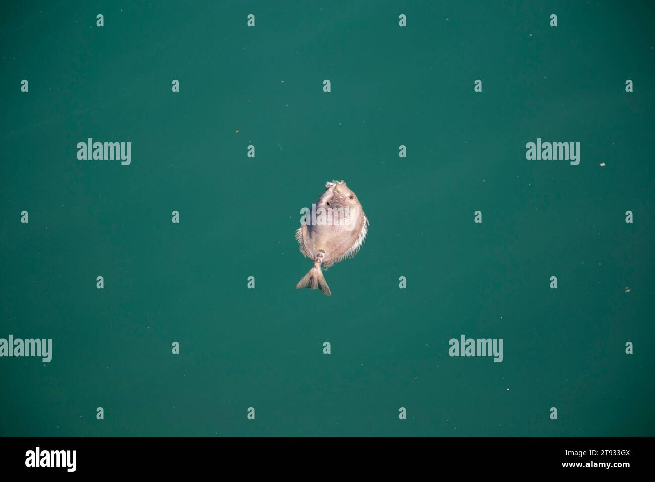 Tote kleine Fische im Ozean in Japan. Stockfoto
