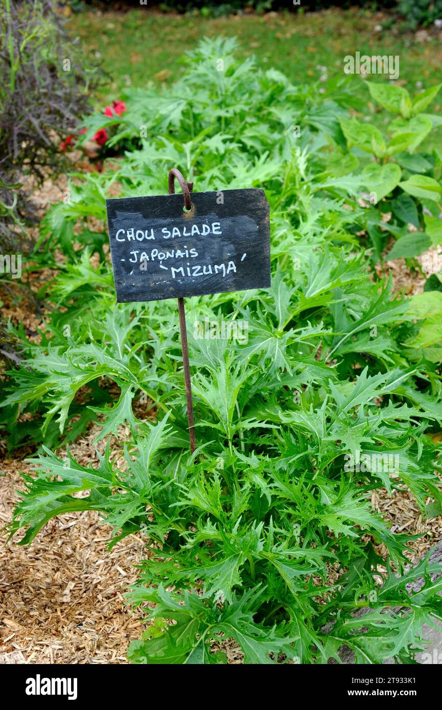 Mizuma oder japanischer Senf (Brassica rapa nipposinica) ist eine essbare Pflanze, die wegen ihrer Blätter angebaut wird. Stockfoto
