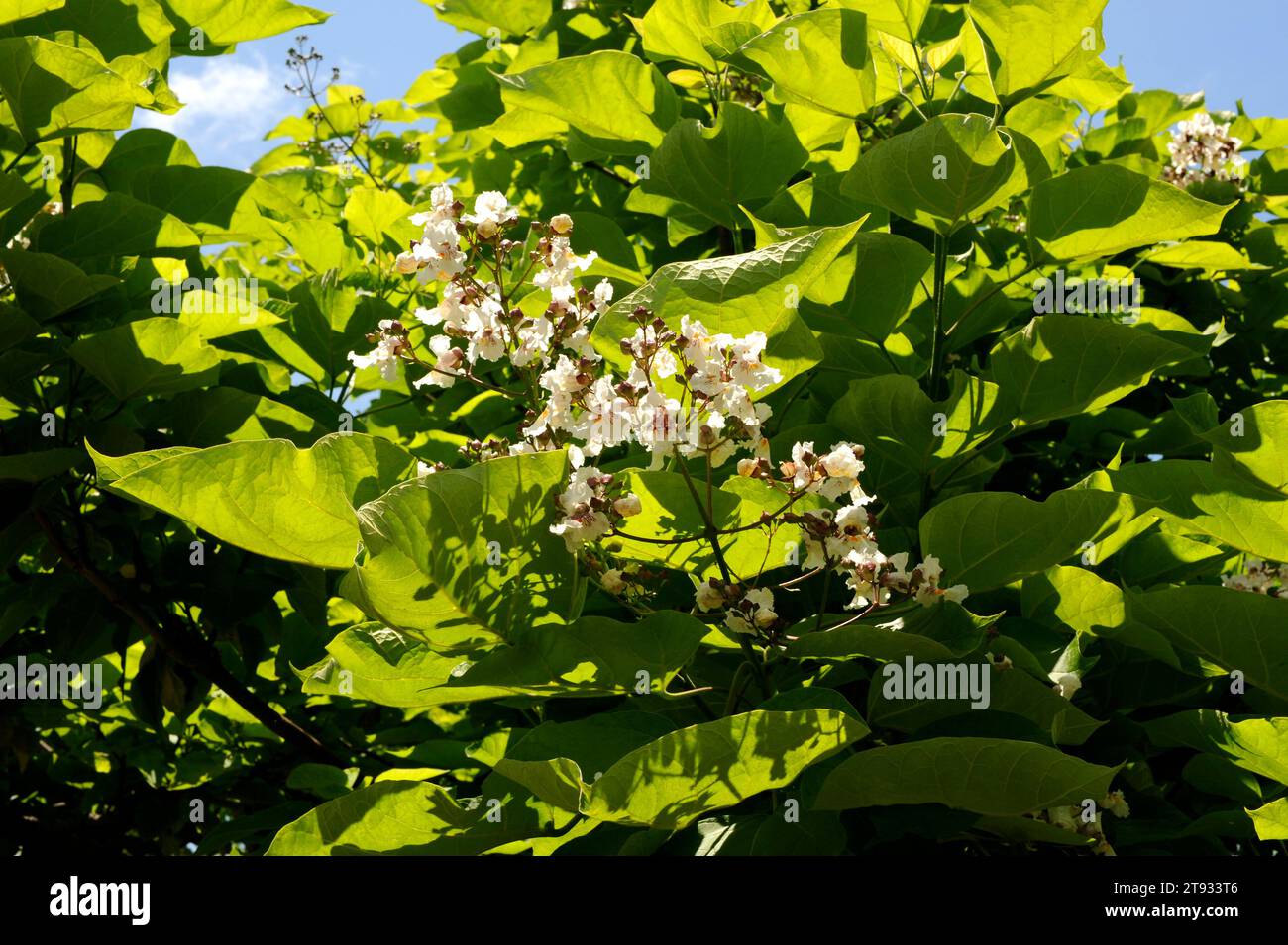 Der südliche Catalpa oder Zigarrenbaum (Catalpa bignoniodes) ist ein Laubbaum, der im Südosten der Vereinigten Staaten von Amerika beheimatet ist. Stockfoto