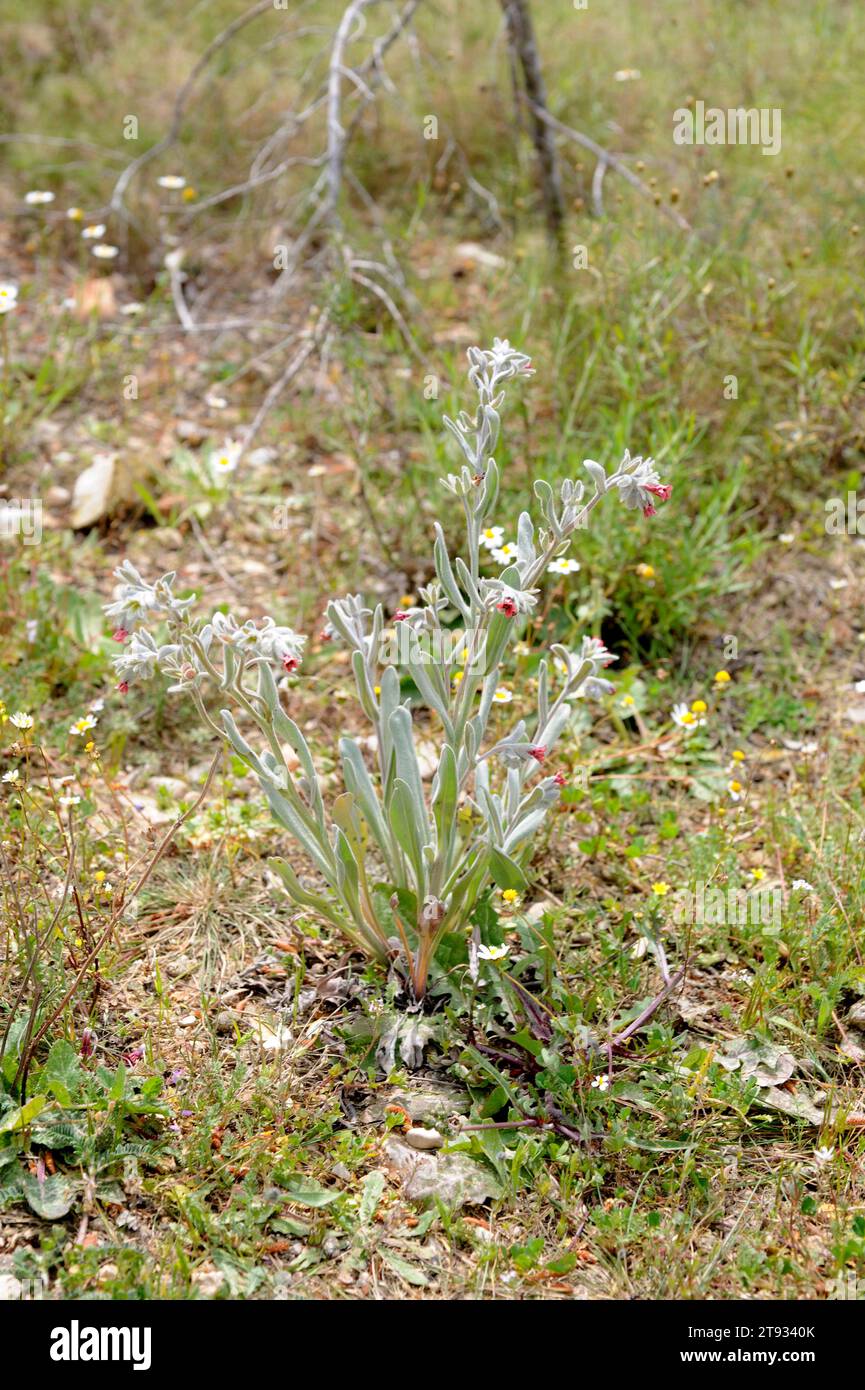 Cynoglossum oder Pardoglossum cheirifolium ist eine biennale Pflanze aus der Familie der Boraginaceae. Dieses Foto wurde in Cabo San Antonio, Macizo del Montgó Na aufgenommen Stockfoto