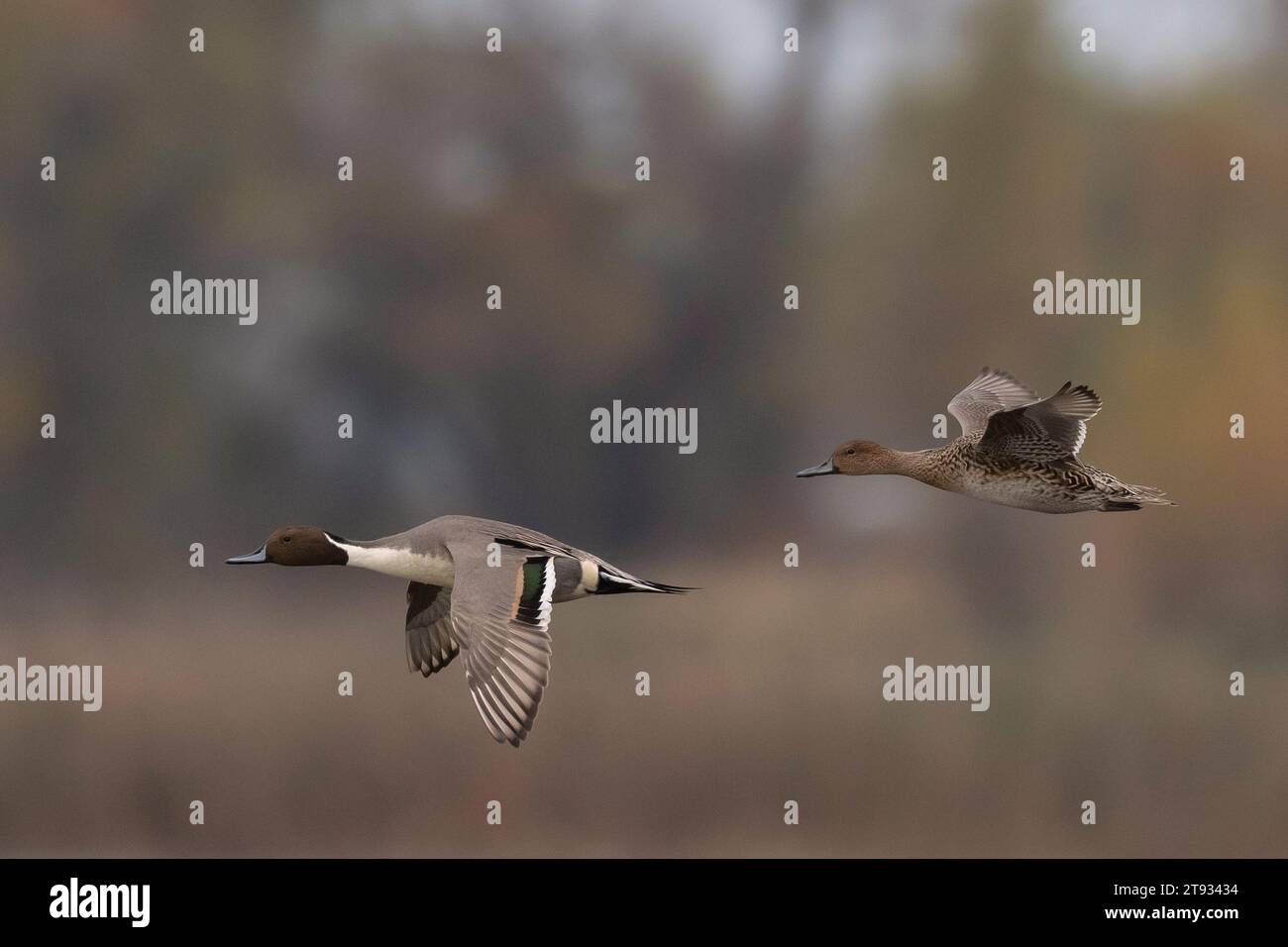 Northern Pintail (Anas acuta) Colusa County Kalifornien USA Stockfoto