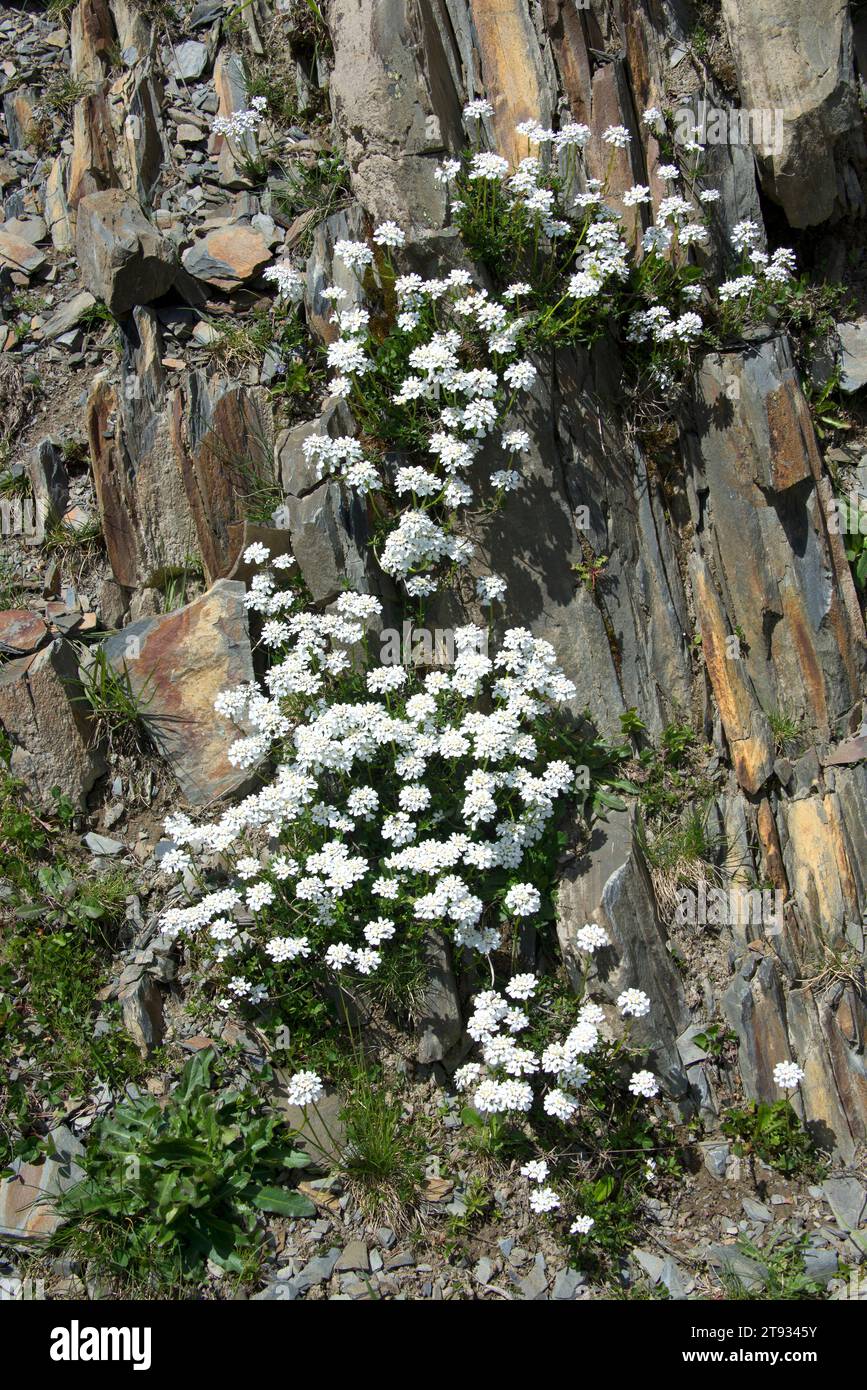 Evergreen Candytuft (Iberis sempervirens) ist ein kleiner Sträucher, der in den Bergen des Mittelmeerraums beheimatet ist. Dieses Foto wurde in Beret, Pallars Sobira, aufgenommen Stockfoto