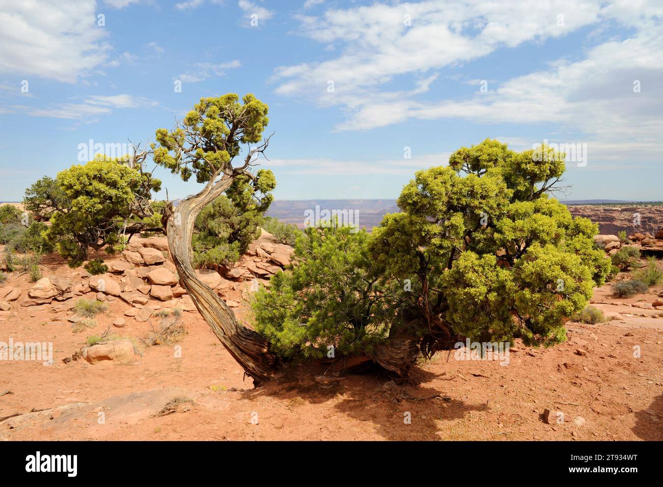 Utah juniper (Juniperus osteosperma) ist ein kleiner Baum, der im Südwesten der USA beheimatet ist. Dieses Foto wurde im Canyonlands National Park, Utah, USA, aufgenommen Stockfoto