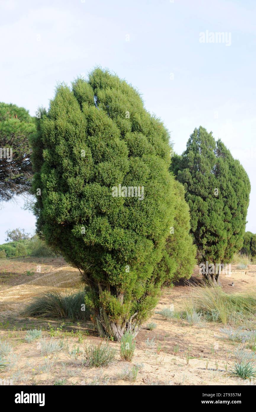 Sabina de dunas (Juniperus turbinata oder Juniperus phoenicea turbinata) ist ein kleiner Baum, der auf der südlichen Iberischen Halbinsel und der Kanarischen Insel beheimatet ist Stockfoto