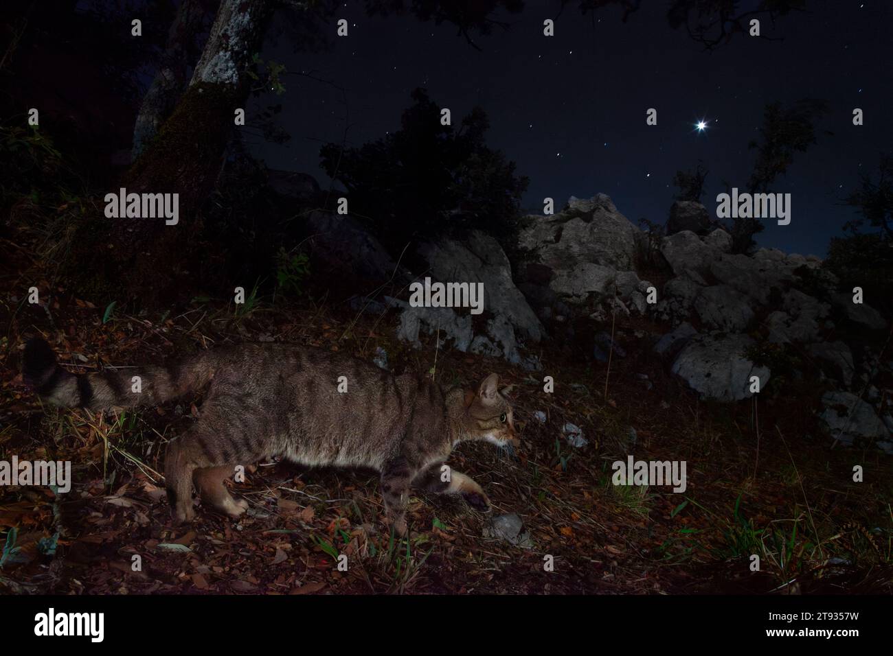 Europäische Wildkatze (Felis silvestris), Seitenansicht eines Erwachsenen, der auf dem Boden spaziert, Kampanien, Italien Stockfoto