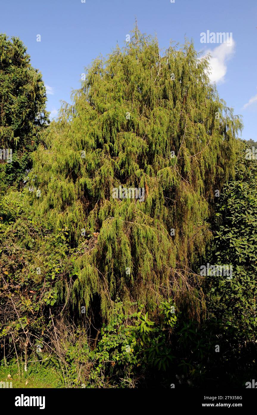 Afrikanische wacholder oder afrikanische Bleistiftzeder (Juniperus procera) ist ein Nadelbaum, der in Afrika und Arabien beheimatet ist. Dieses Foto wurde in Bale M aufgenommen Stockfoto