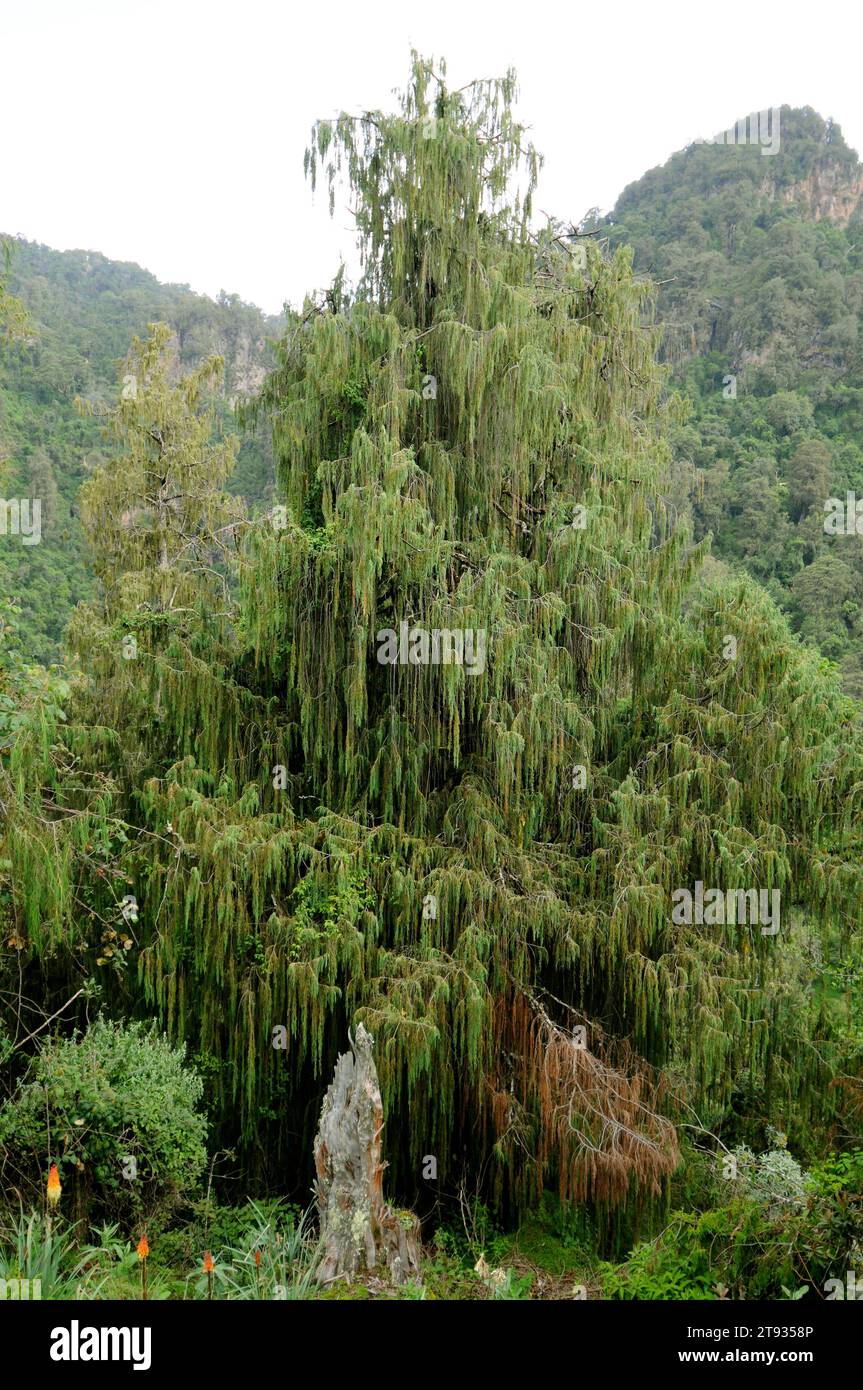 Afrikanische wacholder oder afrikanische Bleistiftzeder (Juniperus procera) ist ein Nadelbaum, der in Afrika und Arabien beheimatet ist. Dieses Foto wurde in Bale M aufgenommen Stockfoto