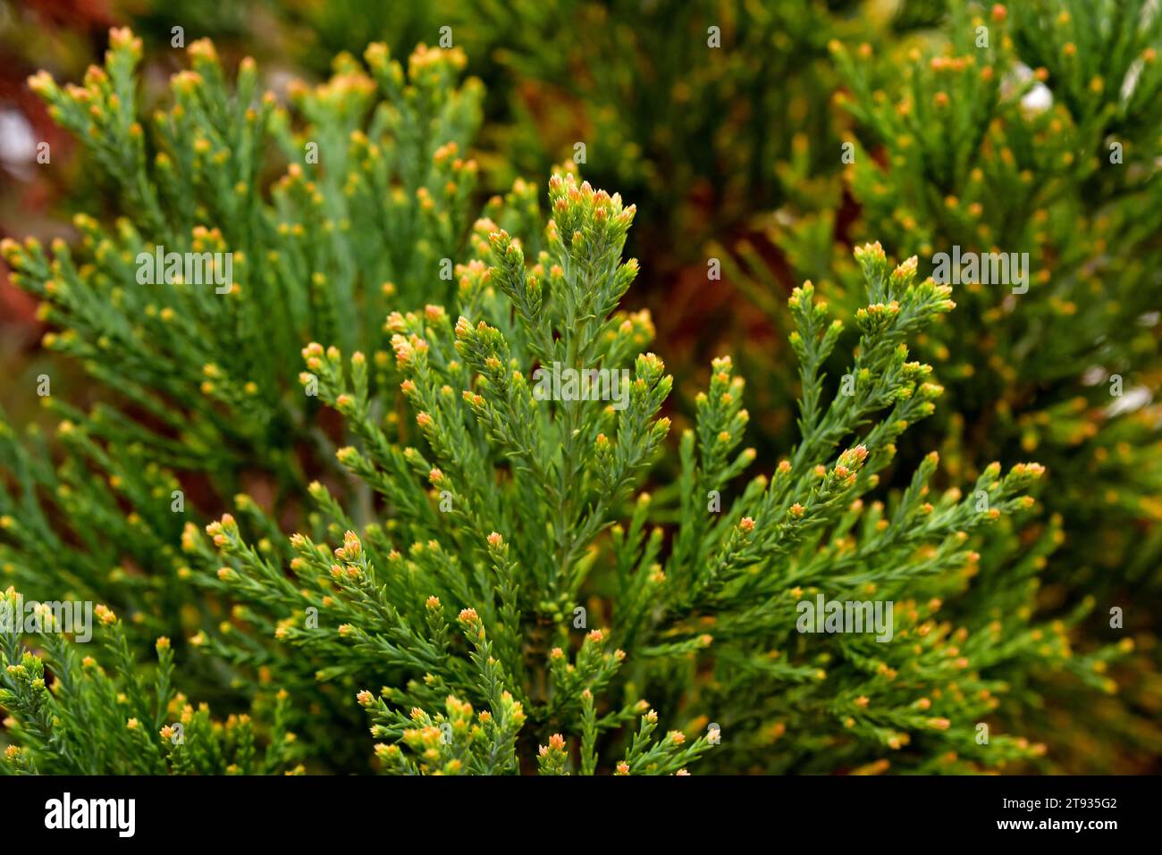 Riesenmammutbaum oder Mammutbaum (Sequoiadendron giganteum) ist ein großer Baum aus der Sierra Nevada, Kalifornien, USA. Hinterlässt Details. Stockfoto