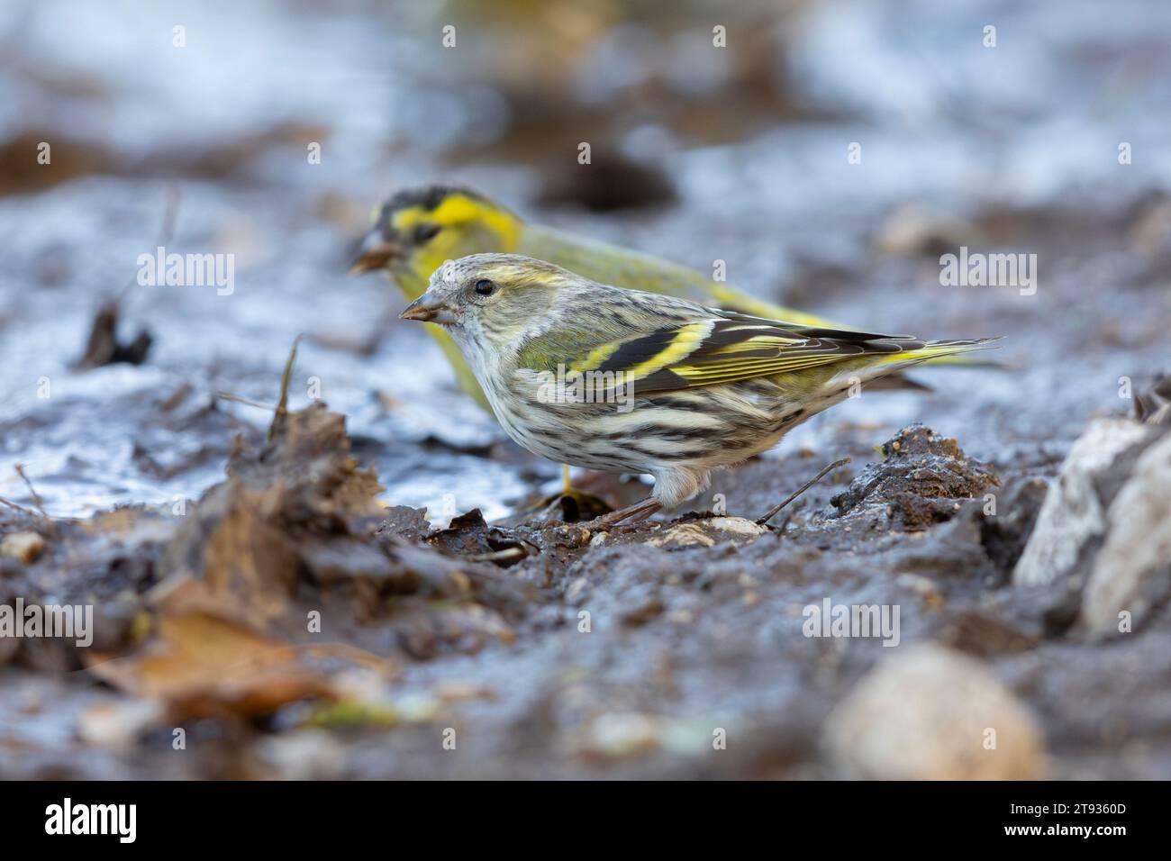 Eurasische Siskin (Spinus spinus), Seitenansicht eines auf dem Boden stehenden Weibchens, Kampanien, Italien Stockfoto