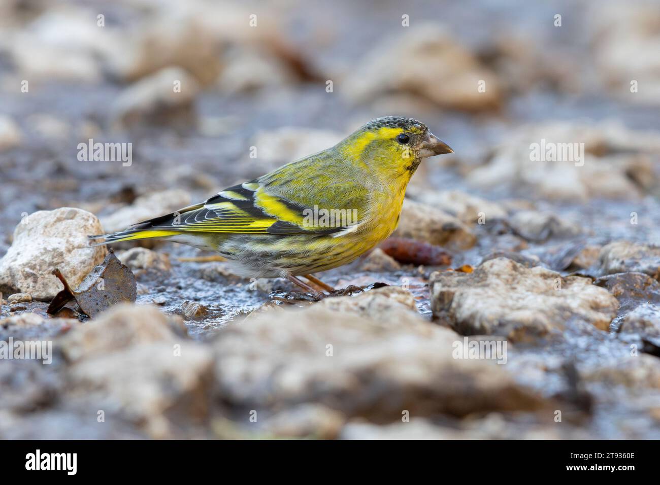 Eurasischer Siskin (Spinus spinus), Seitenansicht eines auf dem Boden stehenden Mannes, Kampanien, Italien Stockfoto