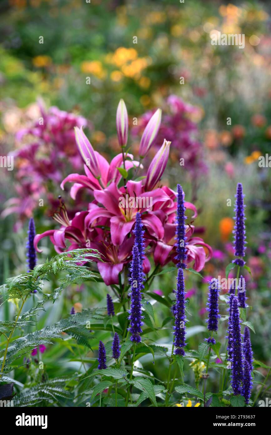 Lilium lila prinz Fotos und Bildmaterial in hoher Auflösung Alamy