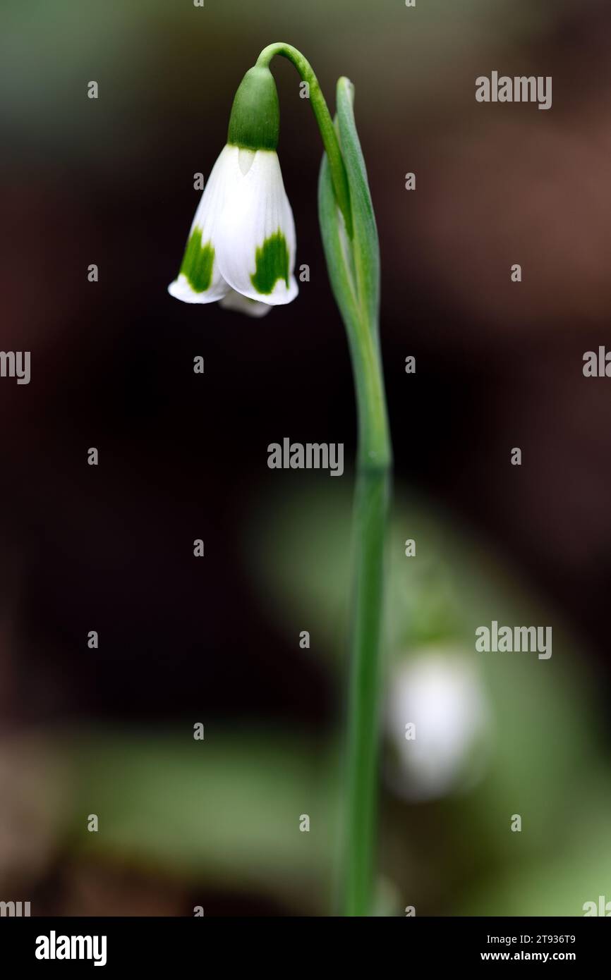 Galanthus Turncoat, virescent Hybrid Schneeglöckchen, grüne