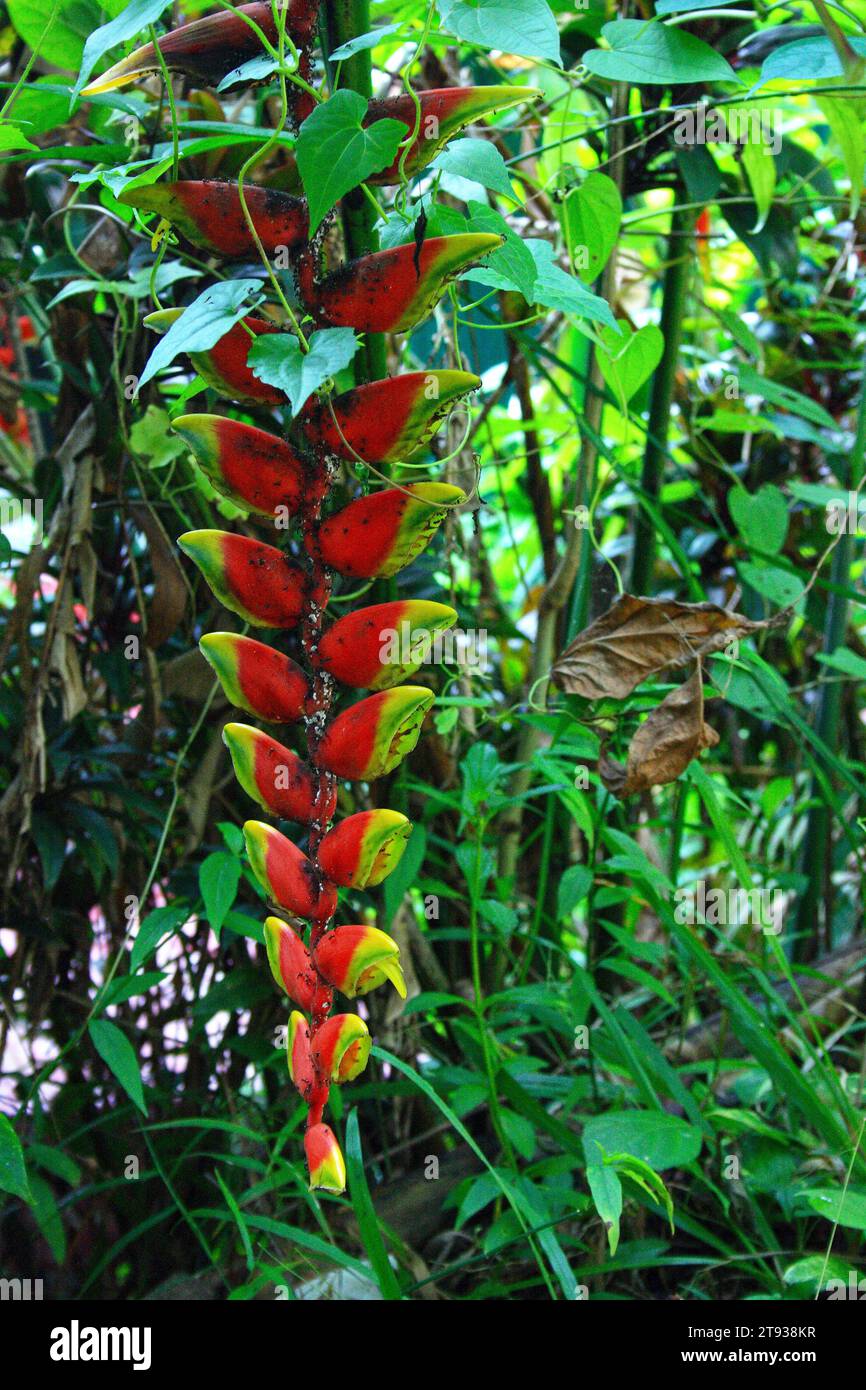 Heliconia rostrata (auch bekannt als hängende Hummerkralle oder falscher Paradiesvogel) ist eine Staude aus Peru, Bolivien, Kolumbien und Costa Stockfoto