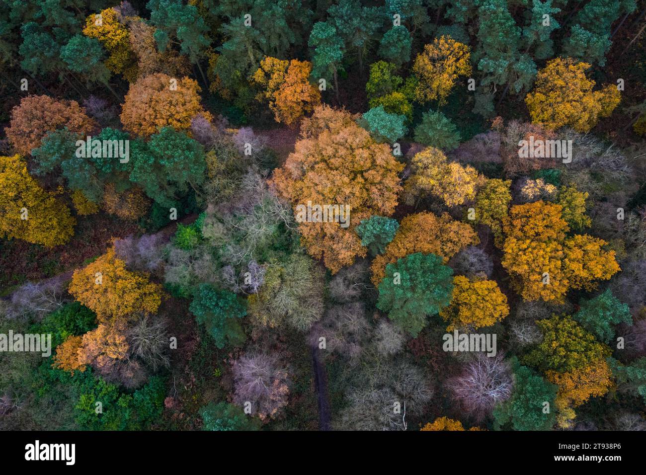 Cannock Chase, Staffordshire 22. November 2023 - bunte Herbstbaumkronen in der Brindley Heath Area von Cannock Chase Area of Outsanding Natural Beauty (AONB). - PIC by Credit: Stop Press Media/Alamy Live News Stockfoto