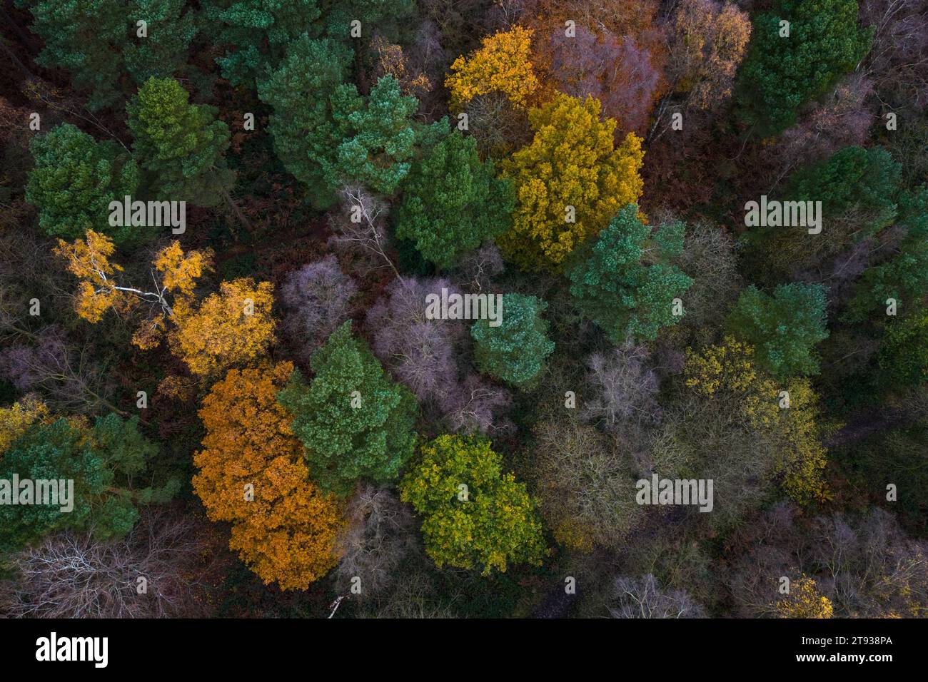 Cannock Chase, Staffordshire 22. November 2023 - bunte Herbstbaumkronen in der Brindley Heath Area von Cannock Chase Area of Outsanding Natural Beauty (AONB). - PIC by Credit: Stop Press Media/Alamy Live News Stockfoto