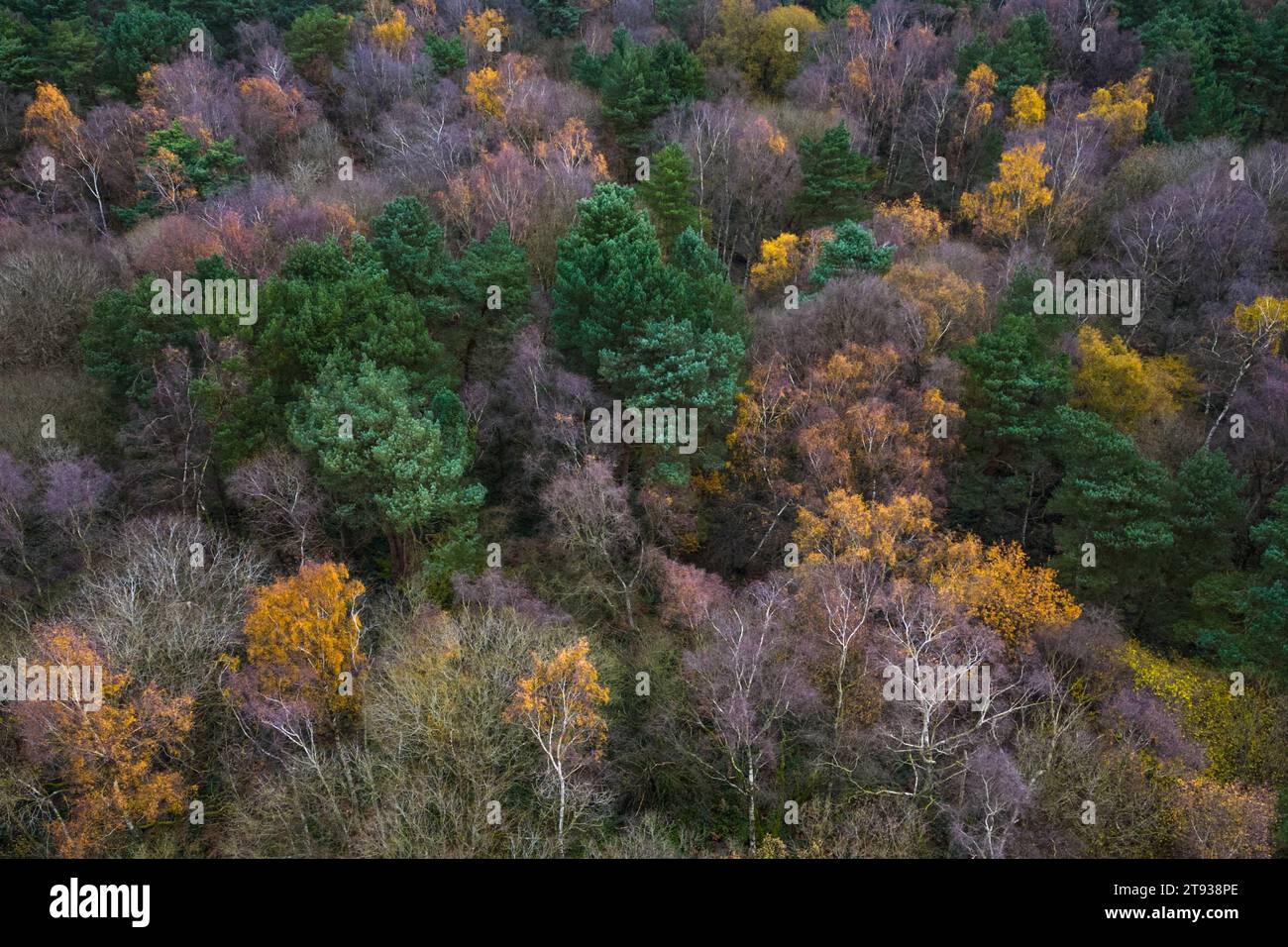 Cannock Chase, Staffordshire 22. November 2023 - bunte Herbstbaumkronen in der Brindley Heath Area von Cannock Chase Area of Outsanding Natural Beauty (AONB). - PIC by Credit: Stop Press Media/Alamy Live News Stockfoto