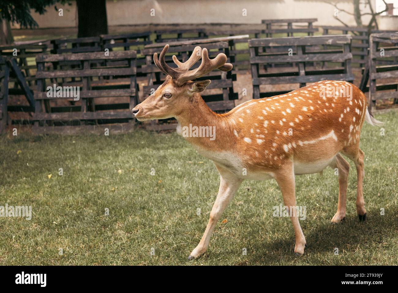 Portrair von jungen Weißschwanzhirschen mit weißen Flecken, die an heißen Sommertagen im Gras stehen. Stockfoto
