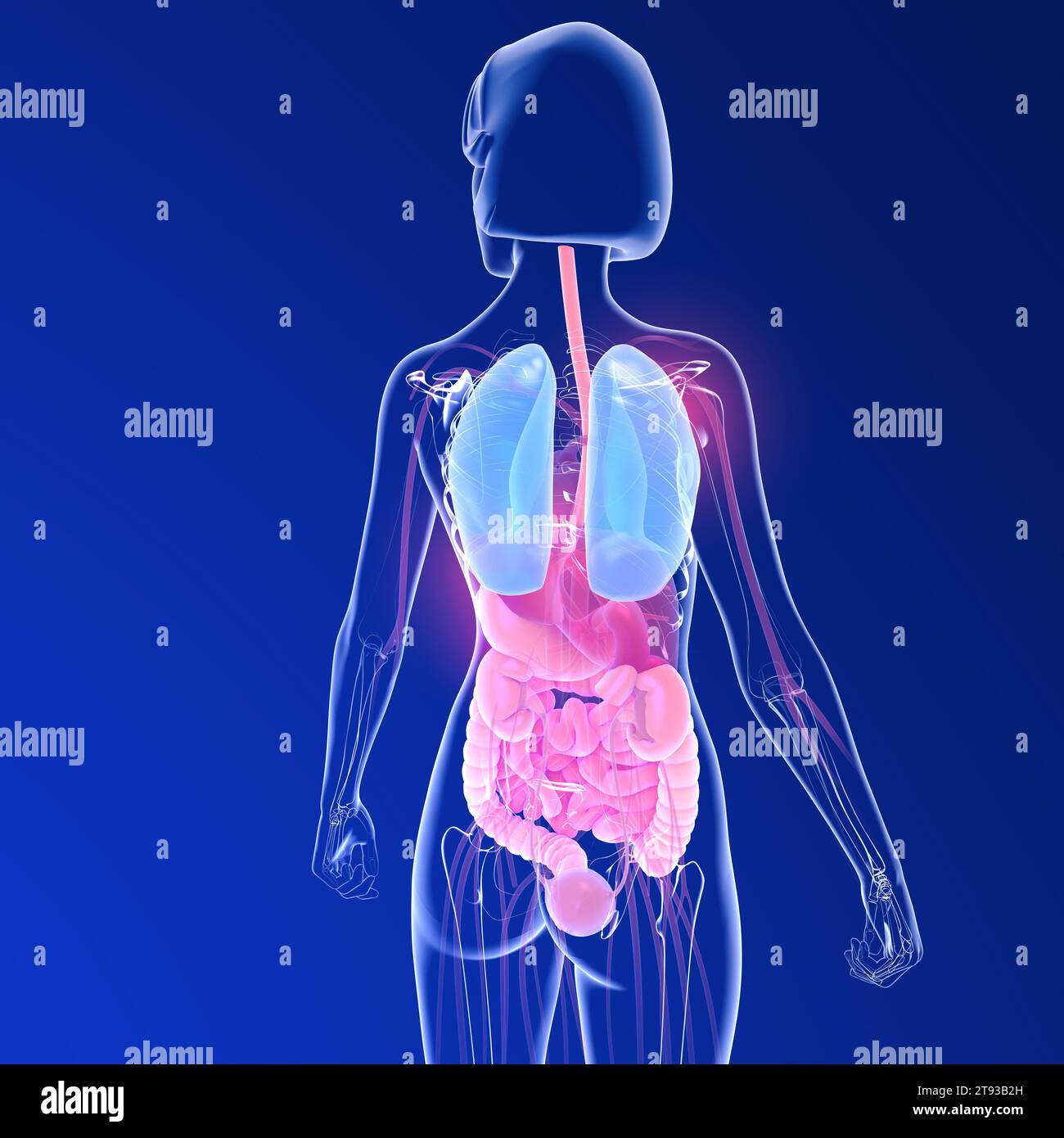 Anatomie frau 3d organe -Fotos und -Bildmaterial in hoher Auflösung – Alamy
