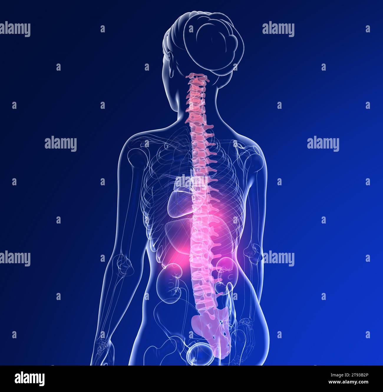 Anatomie skelett adern organe -Fotos und -Bildmaterial in hoher ...