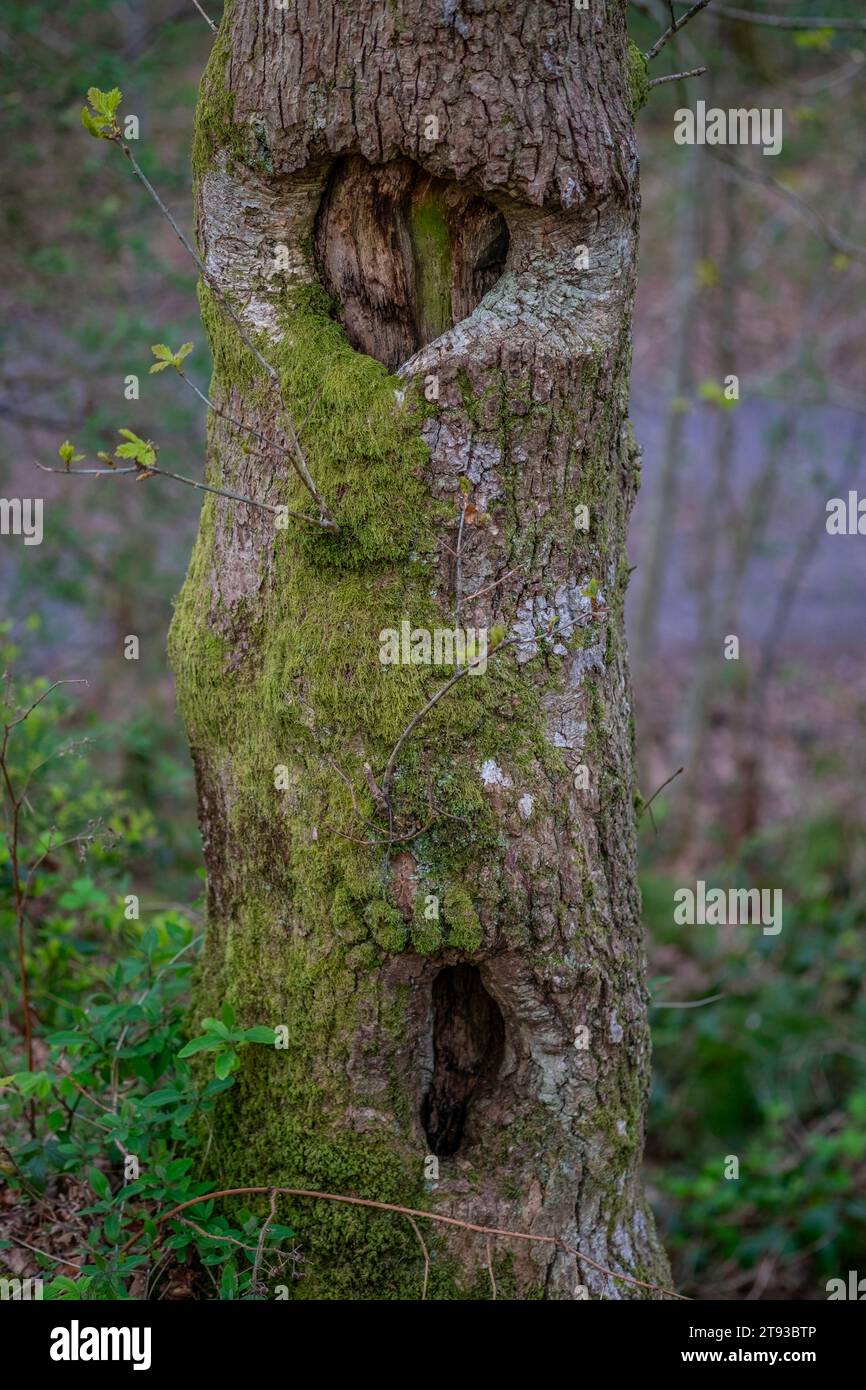 Narben in Bäumen im Wald hinter dem Campingplatz llanberis Touring Park, llanberis, wales, Großbritannien Stockfoto