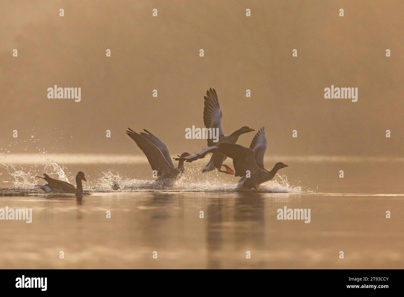 21.11.2023, GER, Tierwelt im Herbst am See Nilgans auf dem Wasser 99869 Günthersleben-Wechmar/Schwabhausen See an der Hauptstraße Hammermühle Thüringen Deutschland *** 21 11 2023, GER, Tierwelt im Herbst am Nilgans auf dem Wasser 99869 Günthersleben Wechmar Schwabhausen See an der Hauptstraße Hammermühle Thüringen Deutschland Credit: Imago/Alamy Live News Stockfoto