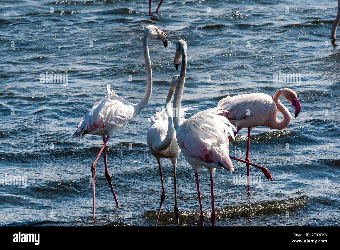 Greater Flamingos - Phoenicopterus roseus - entlang der Küste von Walvis Bay, Namibia. Stockfoto