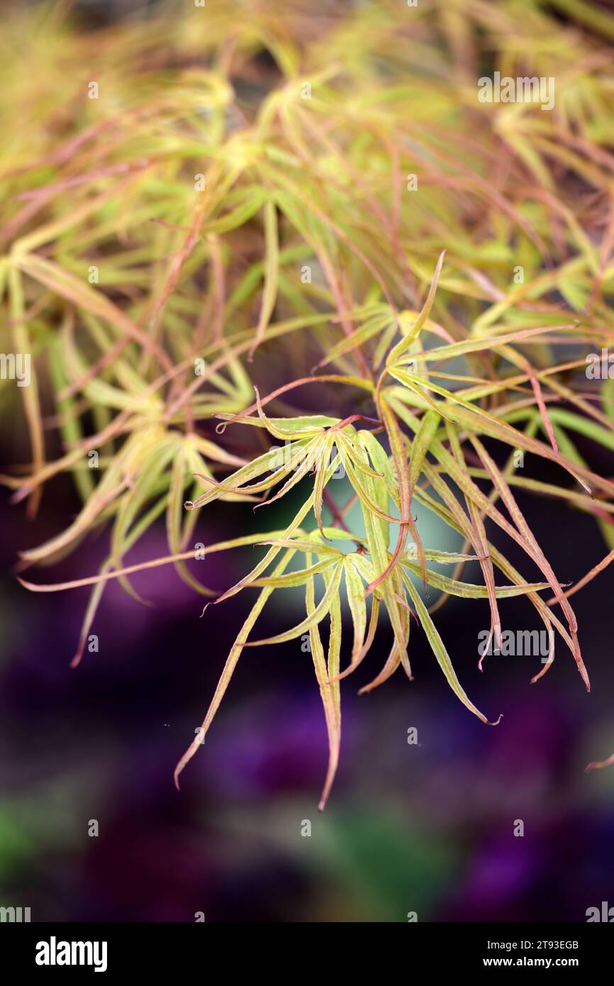 acer Palmatum Villa taranto, aufrechter Linearilobum japanischer Ahorn, neue Blätter, neues Laub, Frühlingswachstum, Blumen, Frühlingsblätter, RM Floral Stockfoto